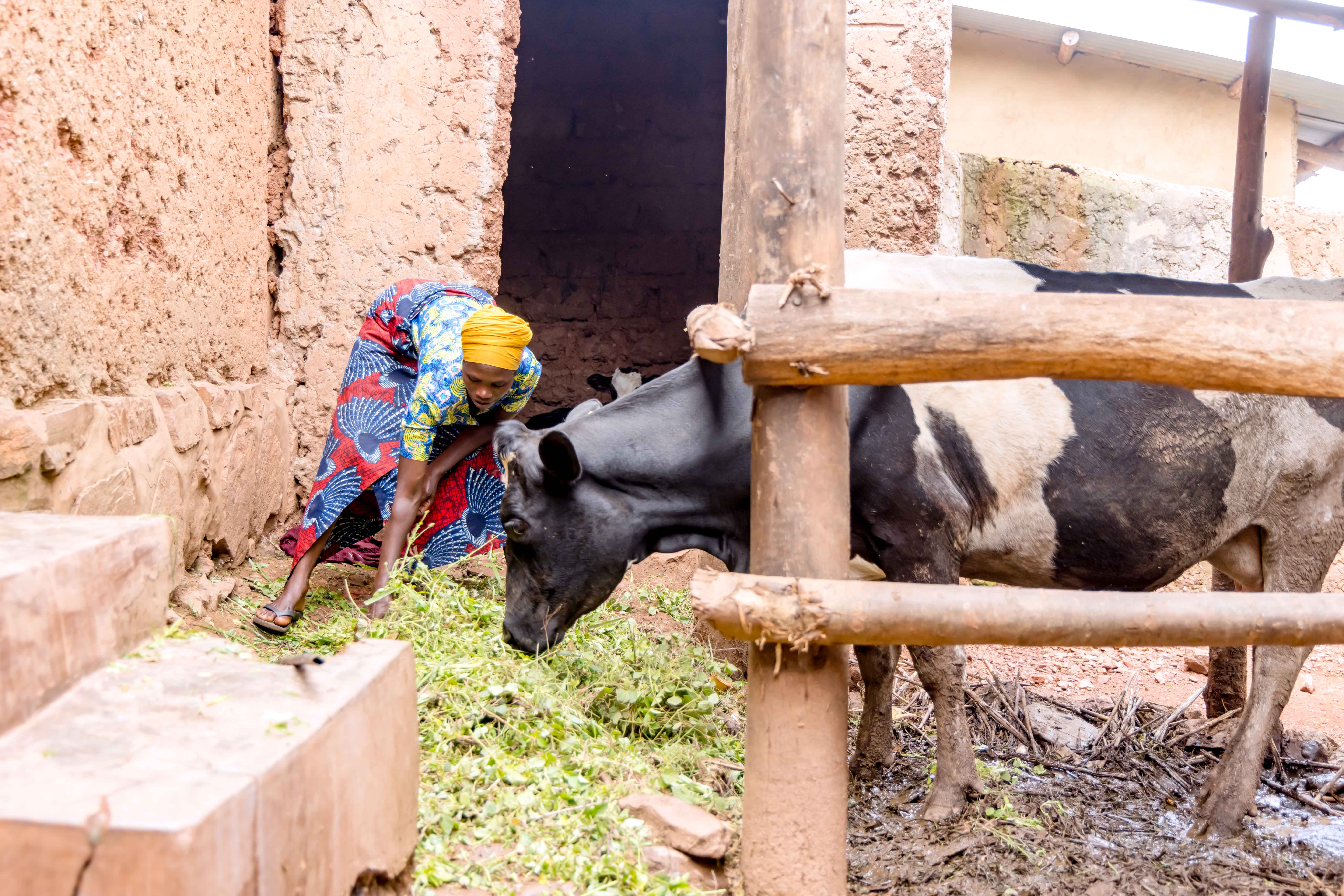 Vestine feeding their cow with the advised fodder from JP RWEE trainings. Photo: FAO Rwanda/ Christian Ngabonziza