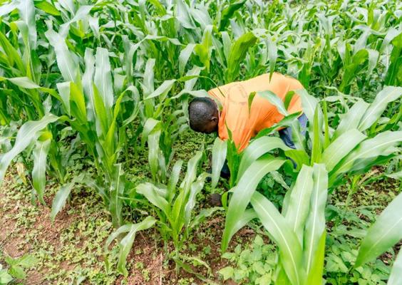 Emmanuel weeding his maize field, applying the improved crop management skills gained through JP RWEE. Photo: FAO Rwanda/ Christian Ngabonziza