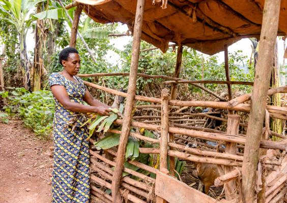 Photo: FAO Rwanda/ Christian Ngabonziza