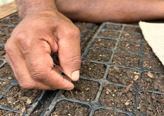 Matelita's husband placing tomatoe seeds in the tray