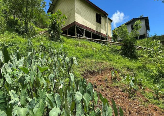 Alena's house and taro plots