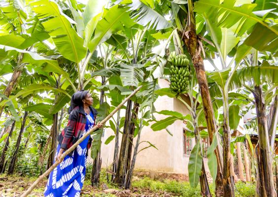 : Anastasie points to the banana trees growing on the land she secured after learning about her inheritance rights. ©Jean Baptiste Nkurunziza/FAO Rwanda