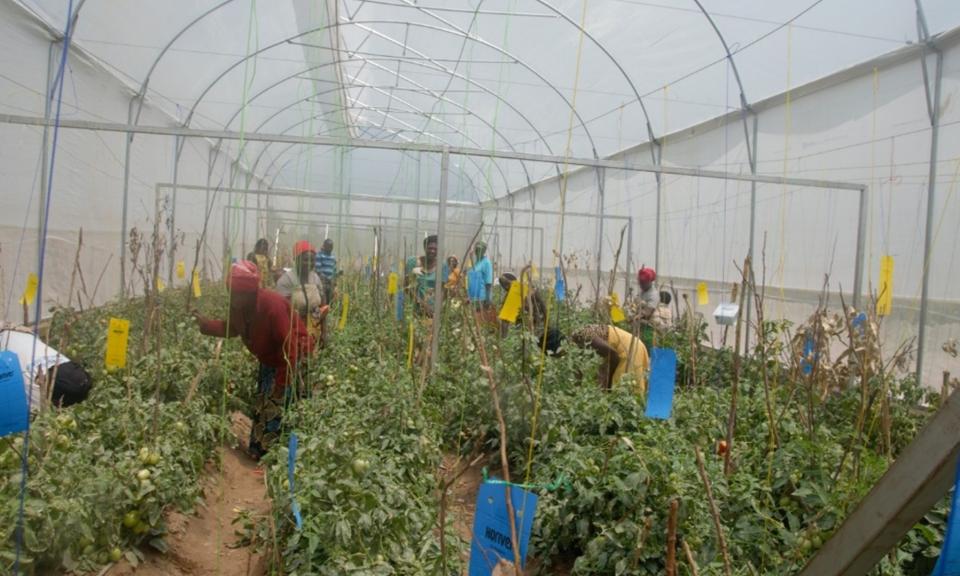 Women farmers tending to thrive tomato plants inside a climate-smart greenhouse at Terimbere Muhinzi Cooperative in Kirehe District, showcasing sustainable agriculture and women’s empowerment.