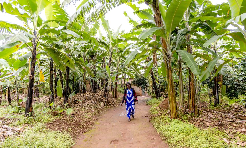 Anastasie walks through her banana plantation in Ngoma District, land she was able to claim after learning about her inheritance rights through JP RWEE. ©Nkurunziza Jean Baptiste/FAO Rwanda